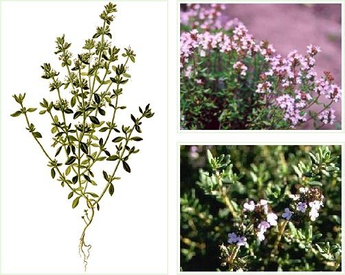 Garden thyme
